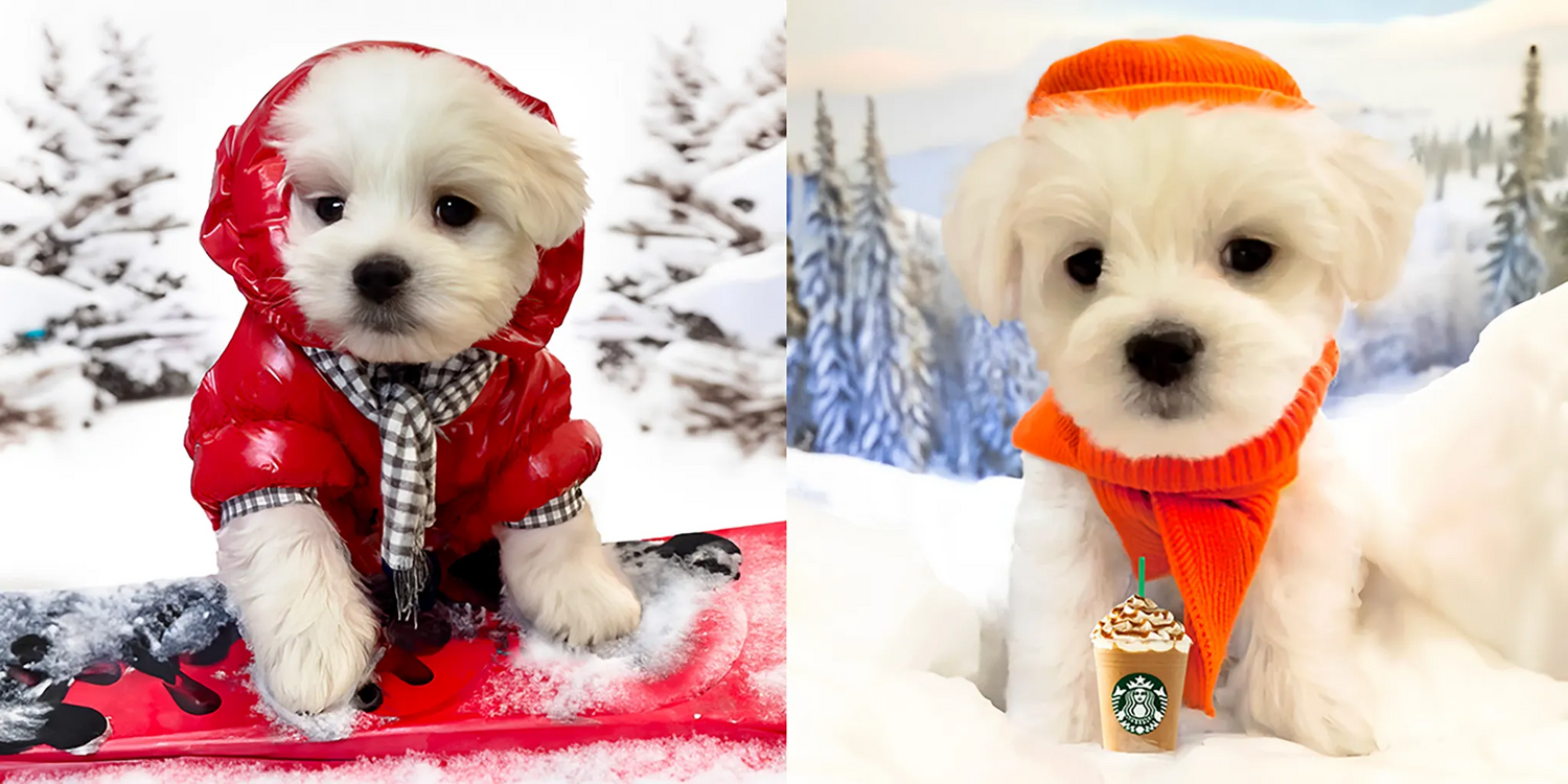 Side-by-side images of Nicky, a fluffy white Maltese puppy. In one, he stands on a red snowboard wearing a red puffer jacket and checkered scarf. In the other, he sits in the snow with an orange beanie and scarf, next to a Starbucks cup topped with whipped cream and caramel. Snow-covered trees in the background representing Graphique Addictions art store.