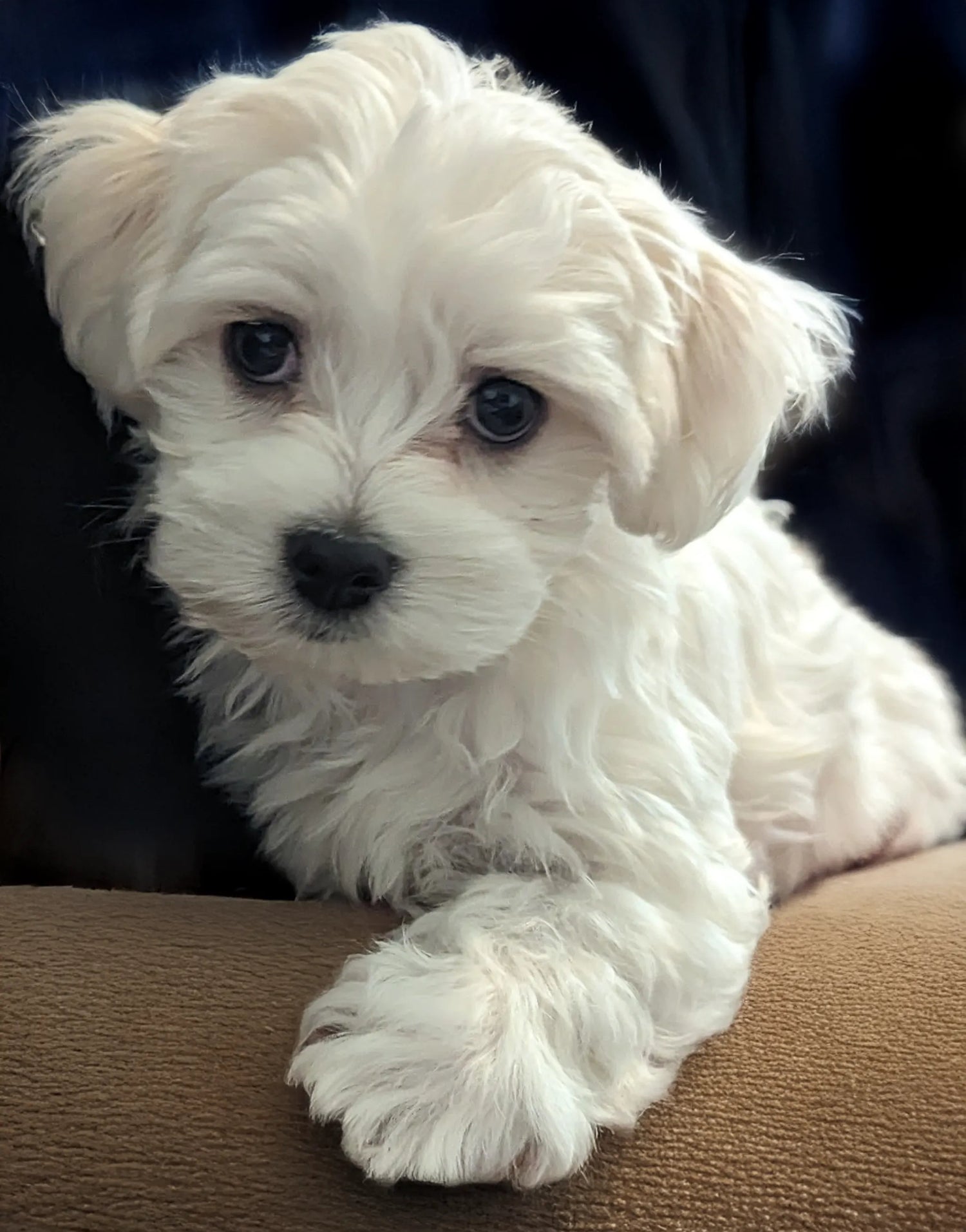 Nicky the white Maltese puppy sitting proudly as the Creative Director of Pawduction for Graphique Addictions art store.